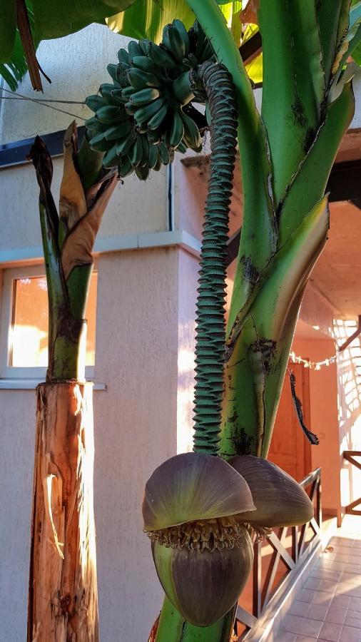 Samida Hotel New Athos Exterior photo